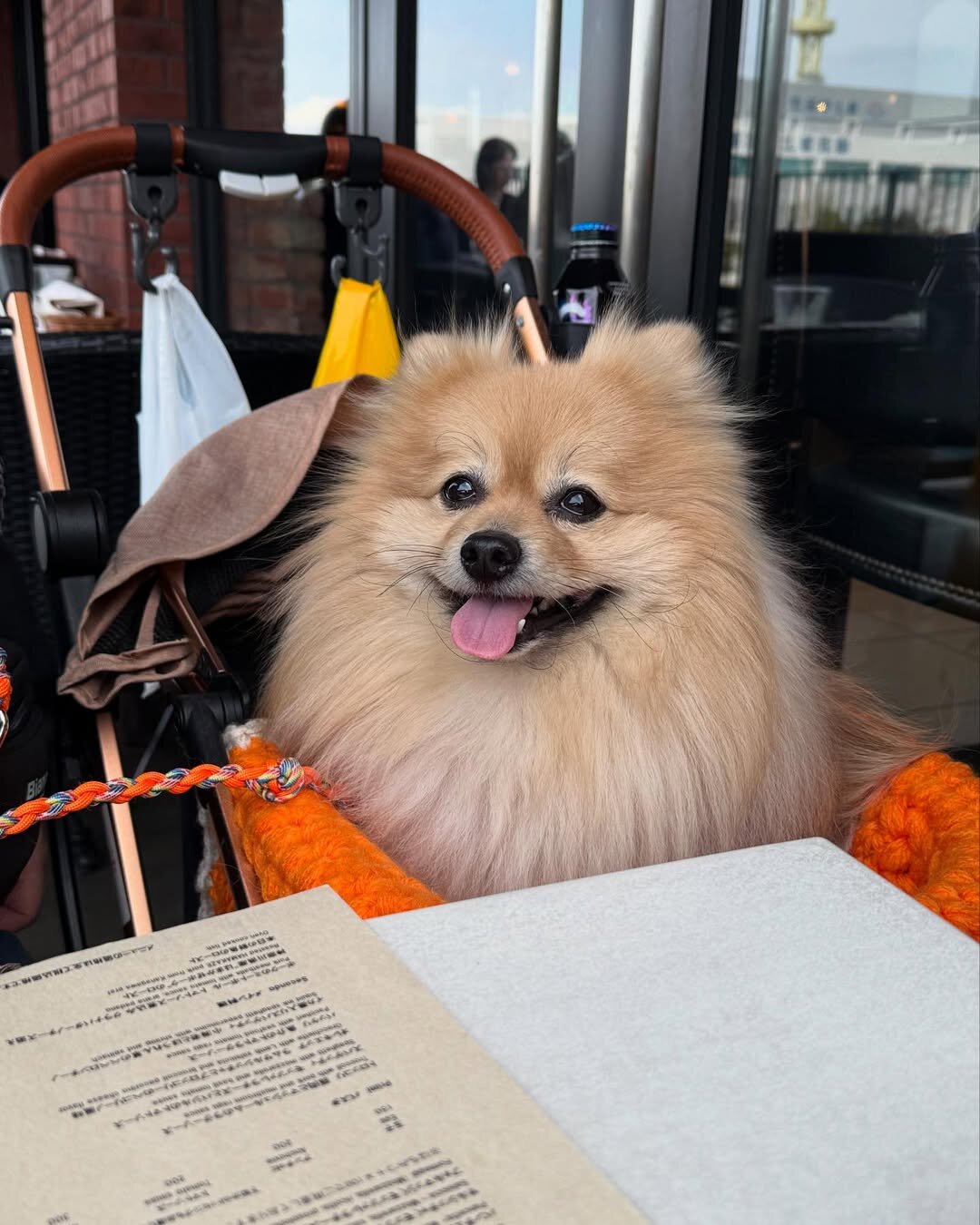 横浜の犬連れできるカフェ