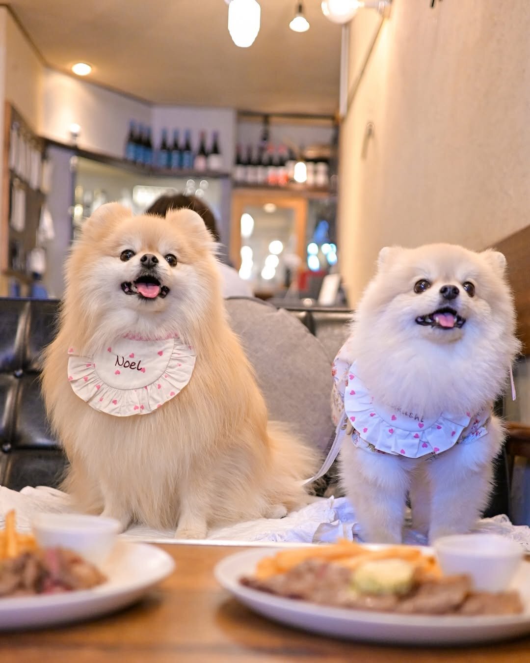 池袋の犬連れできるカフェ