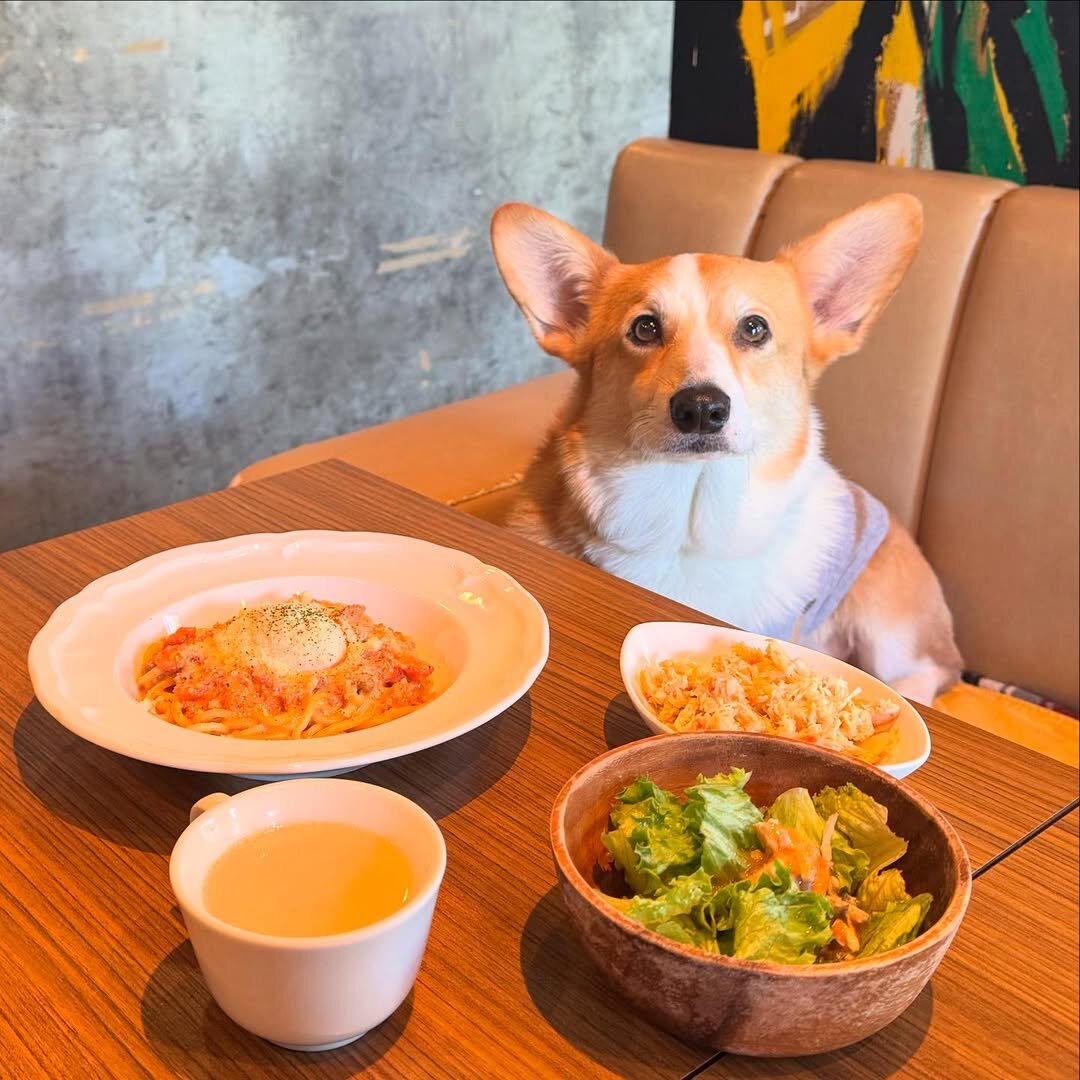恵比寿の犬連れできるカフェ