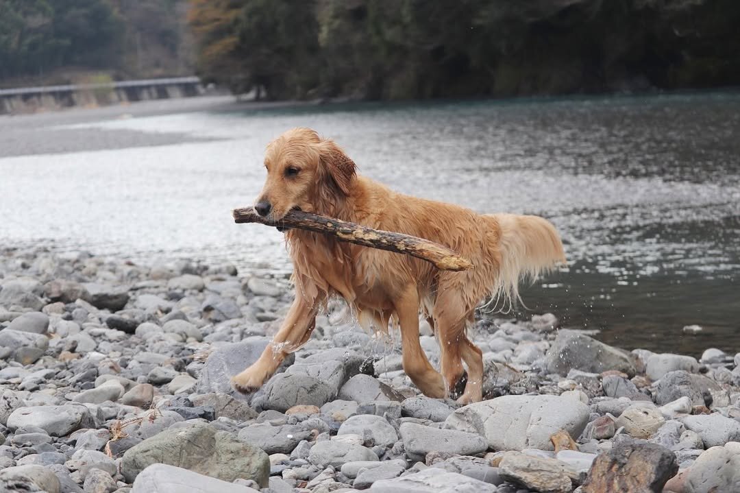 浜松市の犬連れできるカフェ