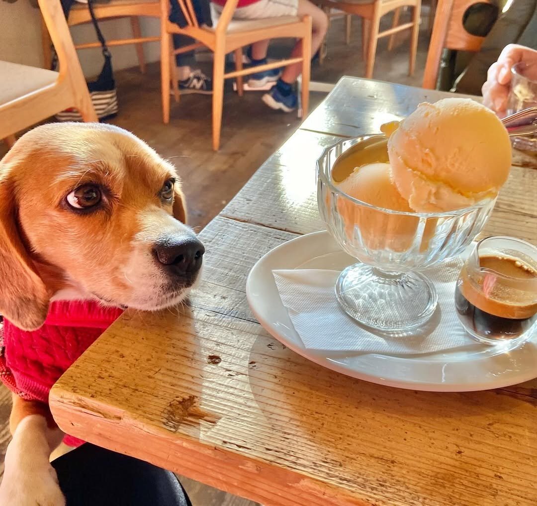 二子玉川の犬連れできるカフェ