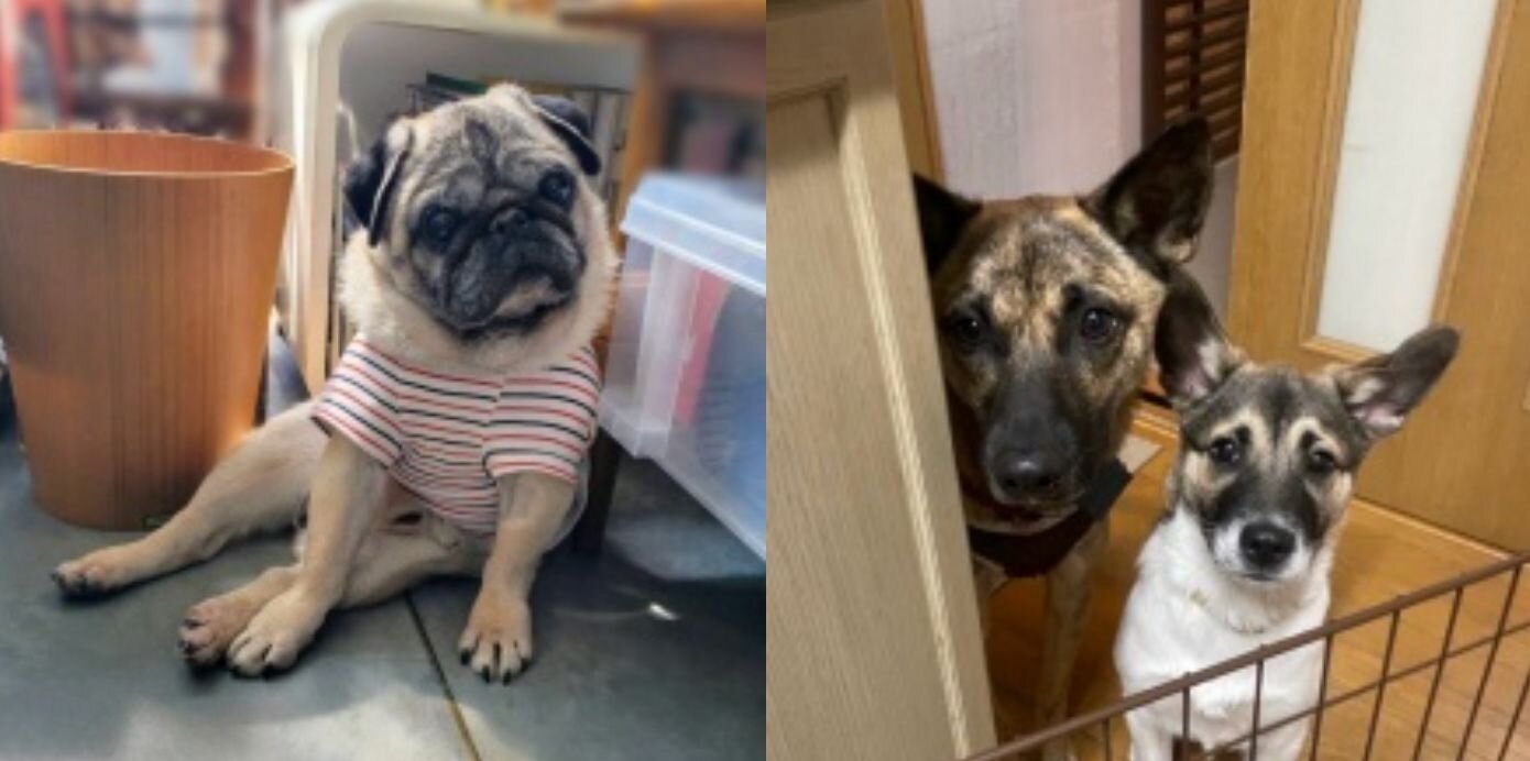 NPO法人 FF Dog Connectで保護している犬