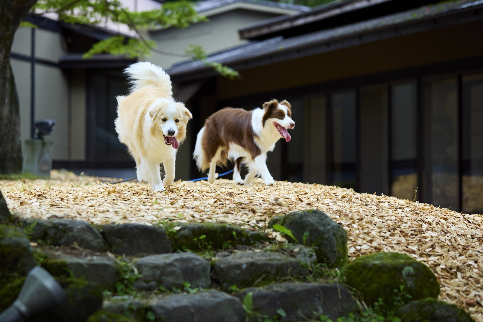 赤城山 - 懐 - のウッドチップのドッグラン