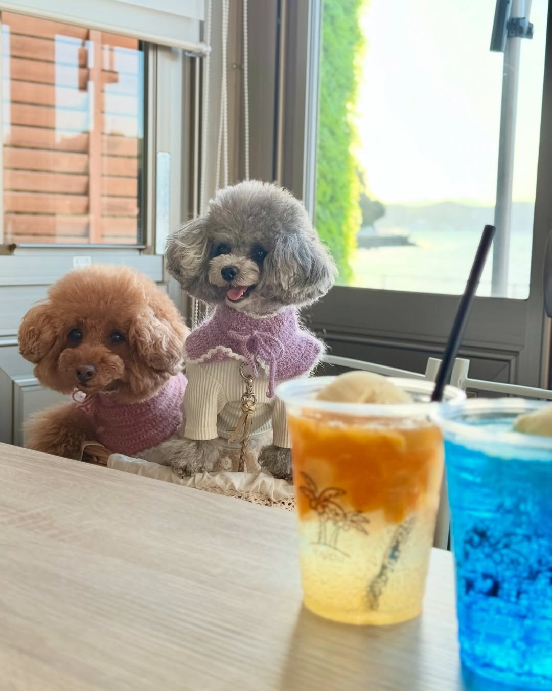 浜松市の犬連れできるカフェ