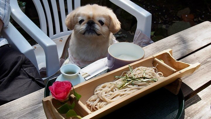 箱根の犬連れできるカフェの杣の栖にいる犬
