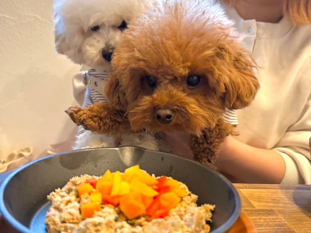 鹿児島の犬連れできるカフェ