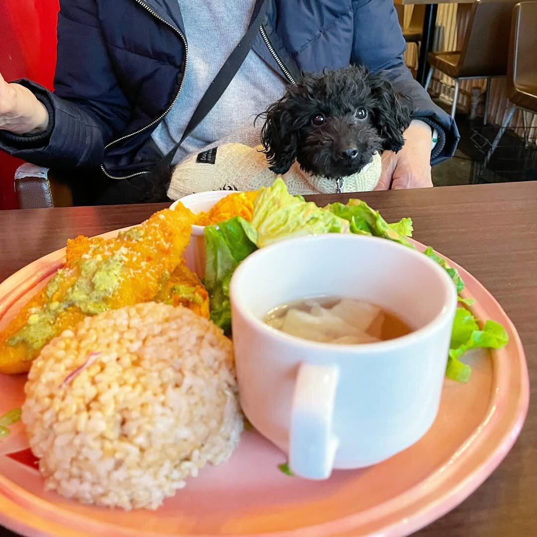 横浜の犬連れできるカフェ