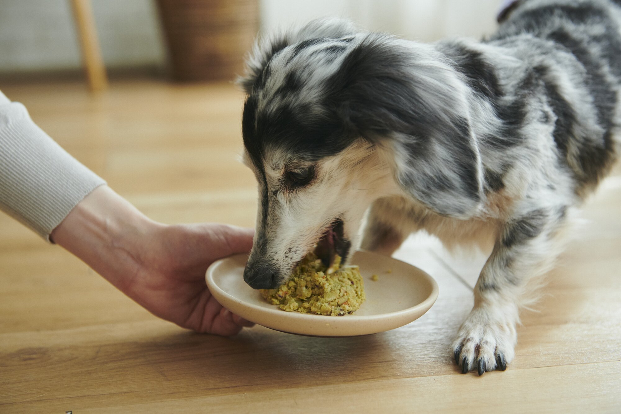 ペトコトフーズを食べる犬