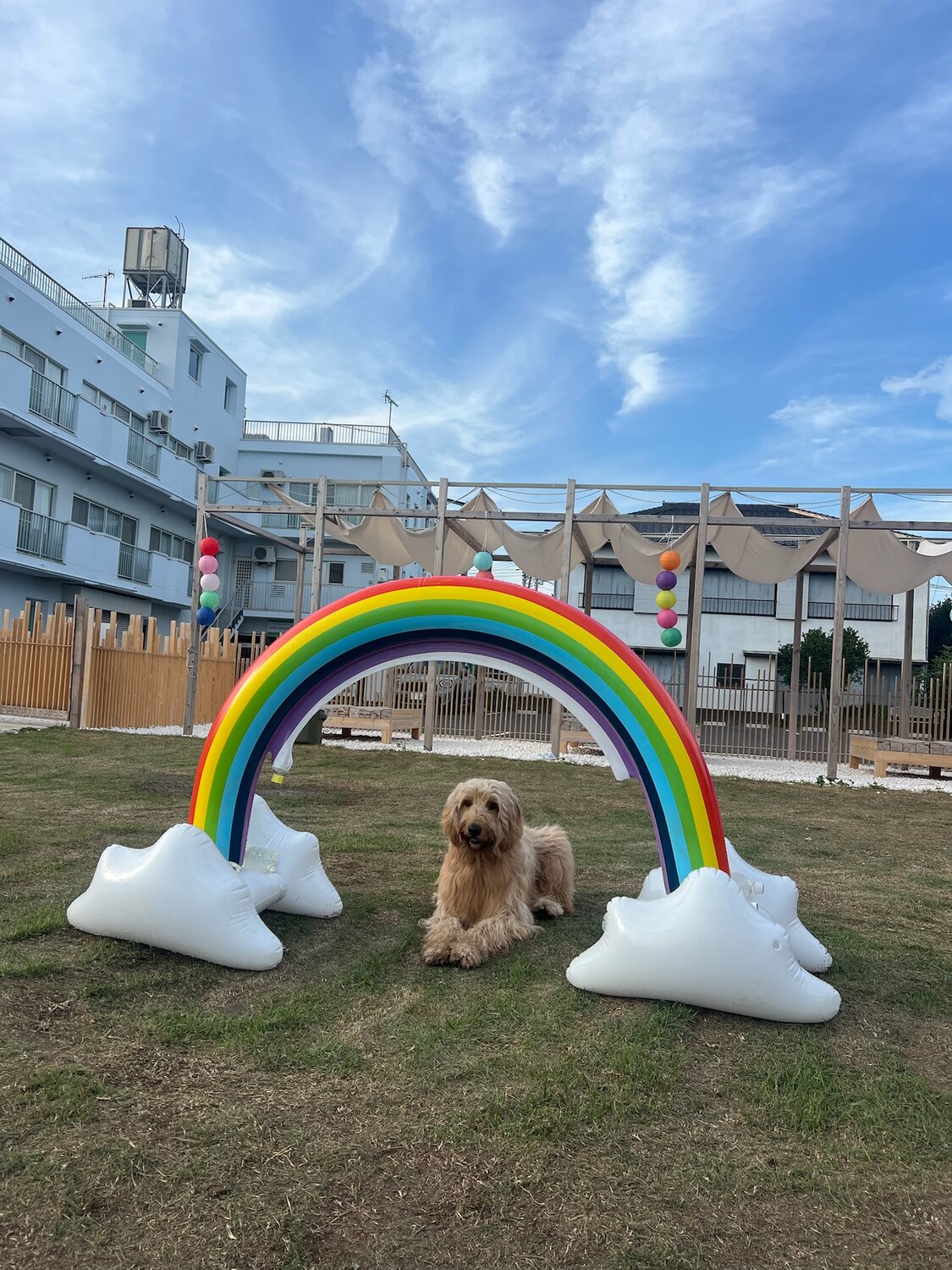 DokiDoggie油壷globeのドッグラン