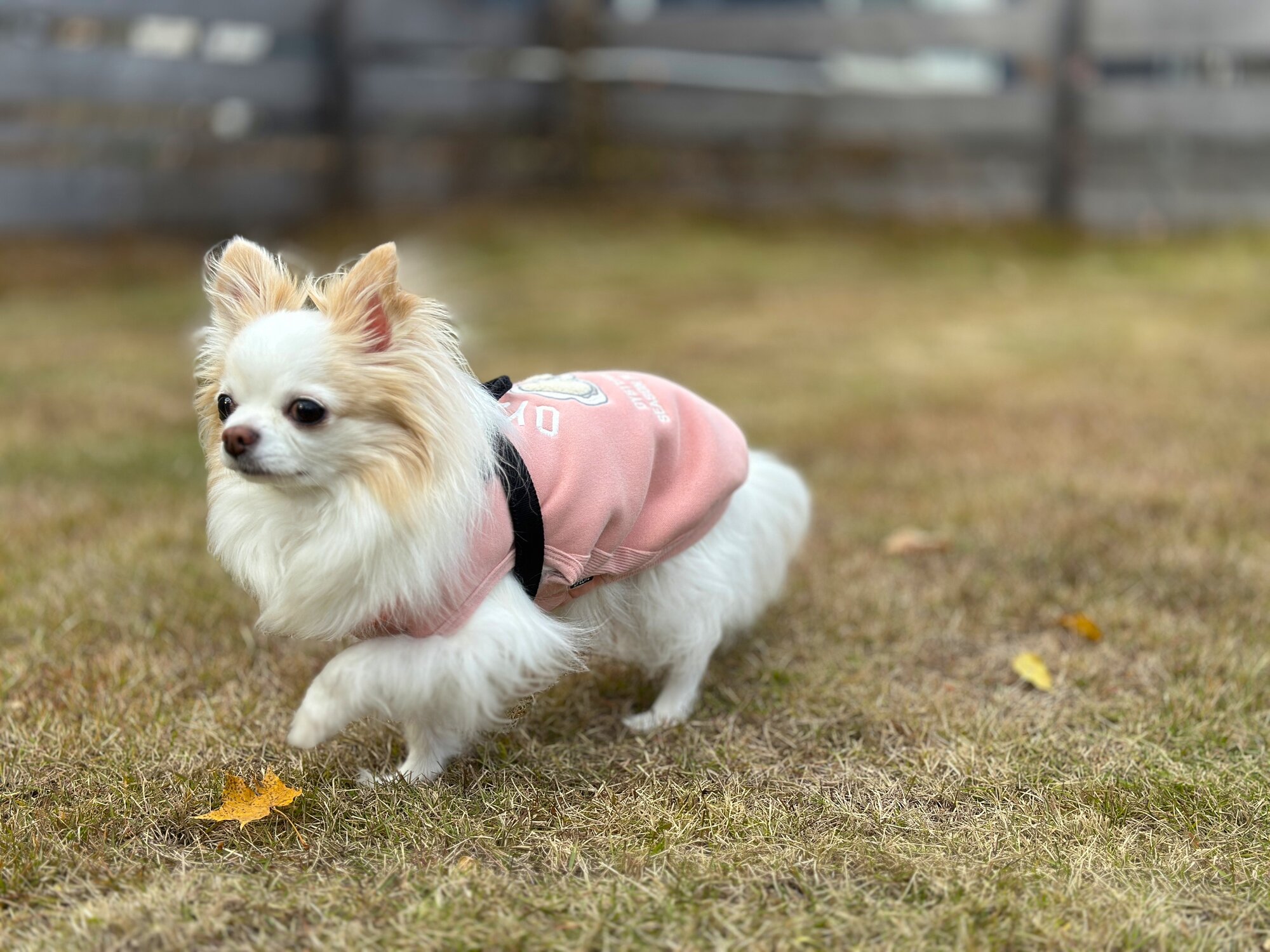 わんわんグランピング白山白峰のプライベートドッグランで遊ぶ犬