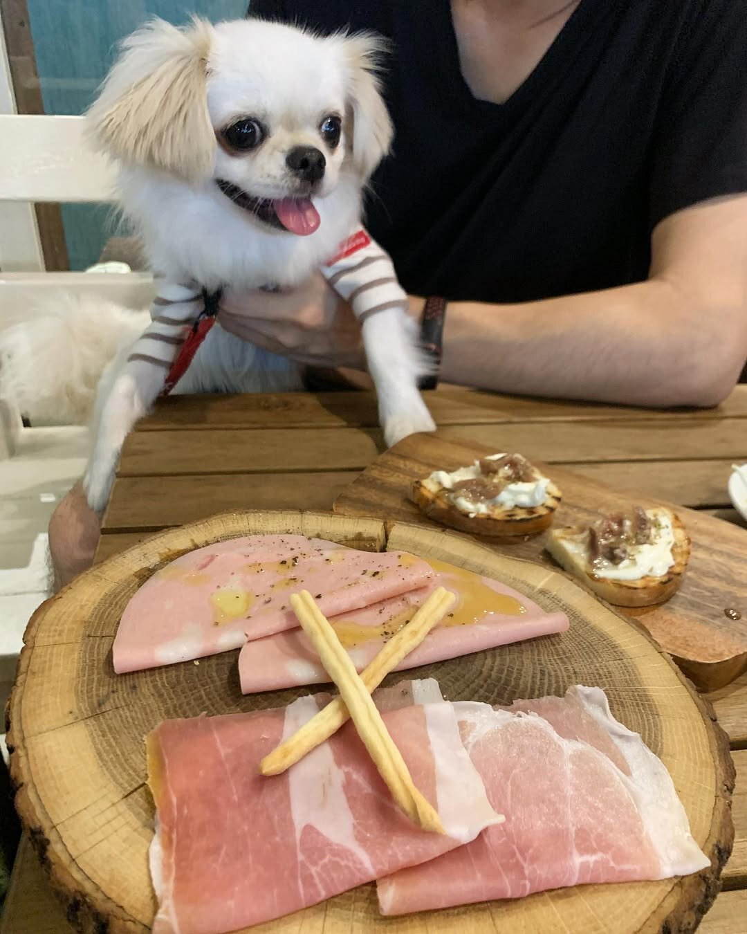 渋谷の犬連れできるカフェにいる犬