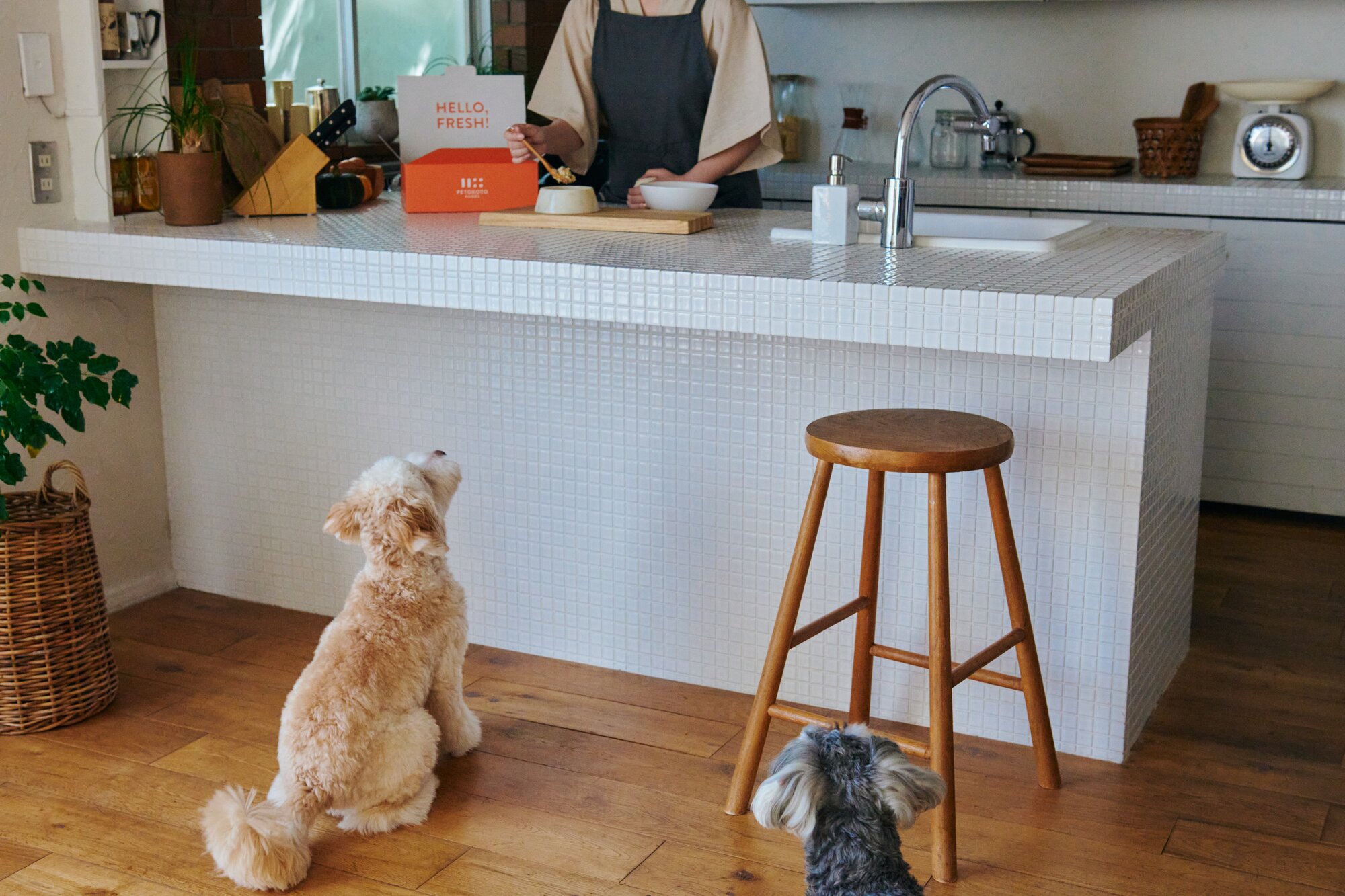 ごはんを待つ犬