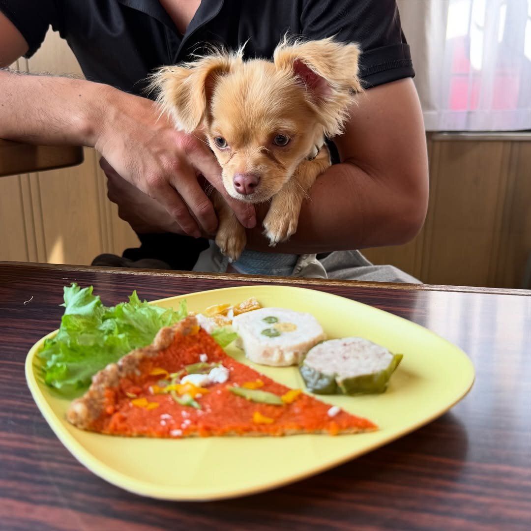 栃木のドッグカフェのDog Park HULOTにいる犬