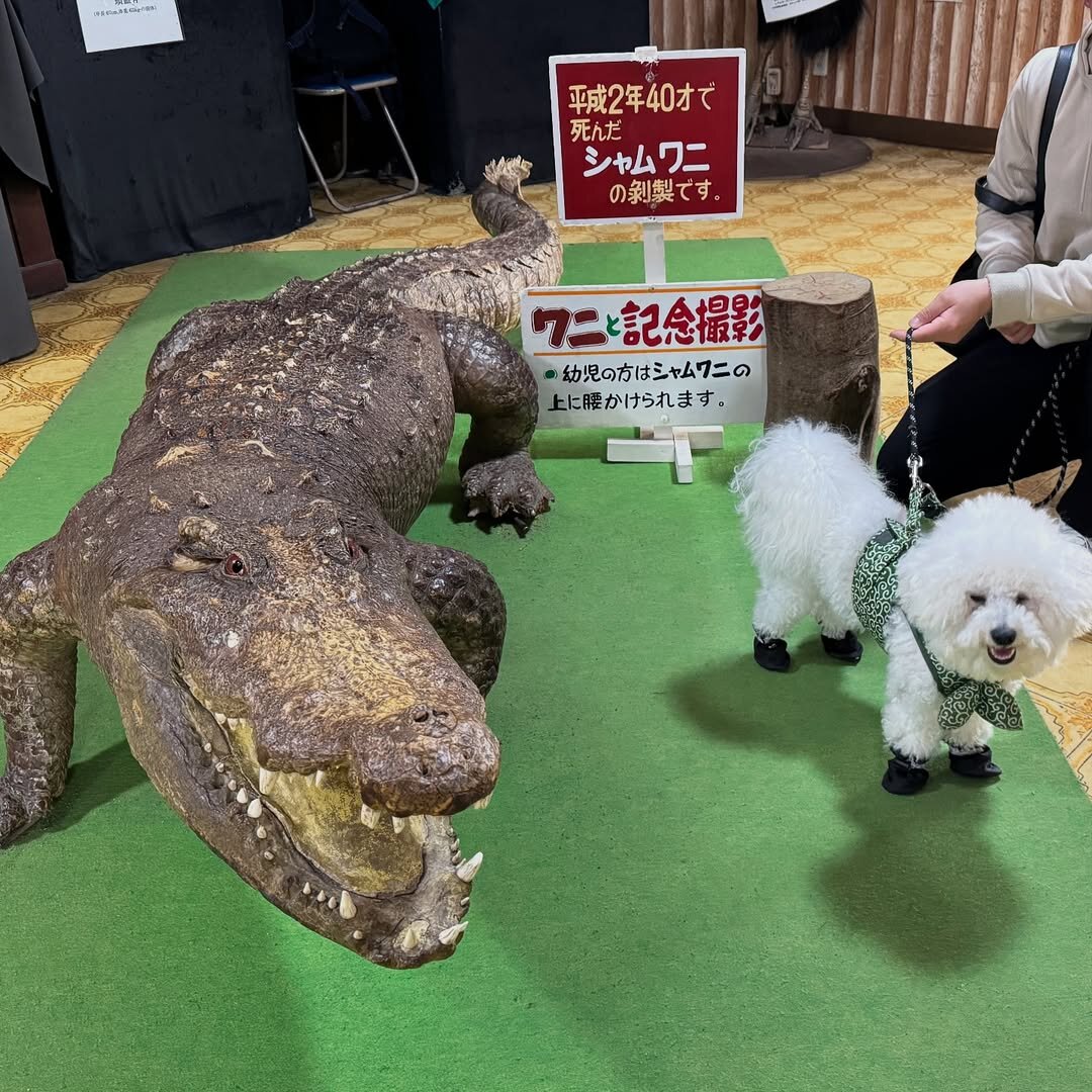 犬と行ける動物園にいる犬