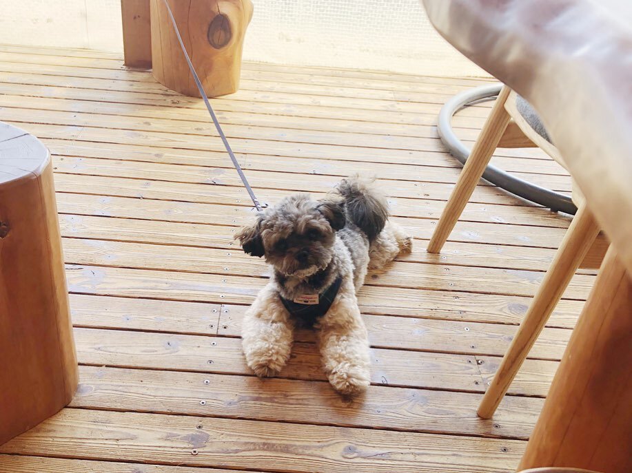 徳島の犬連れできるカフェ