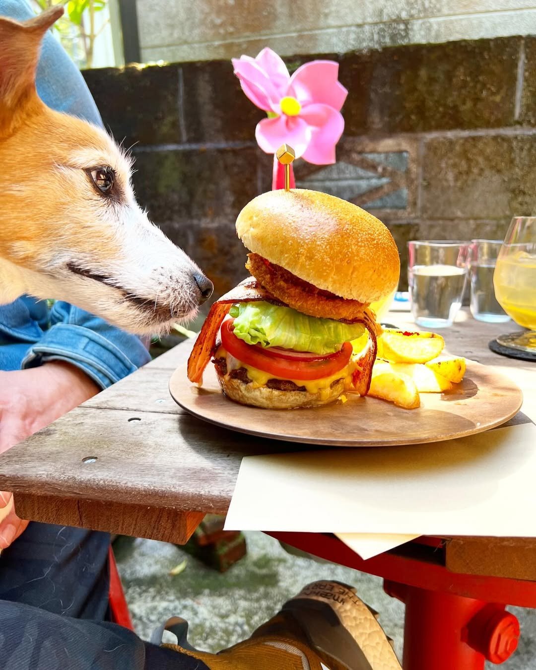 箱根の犬連れできるカフェ