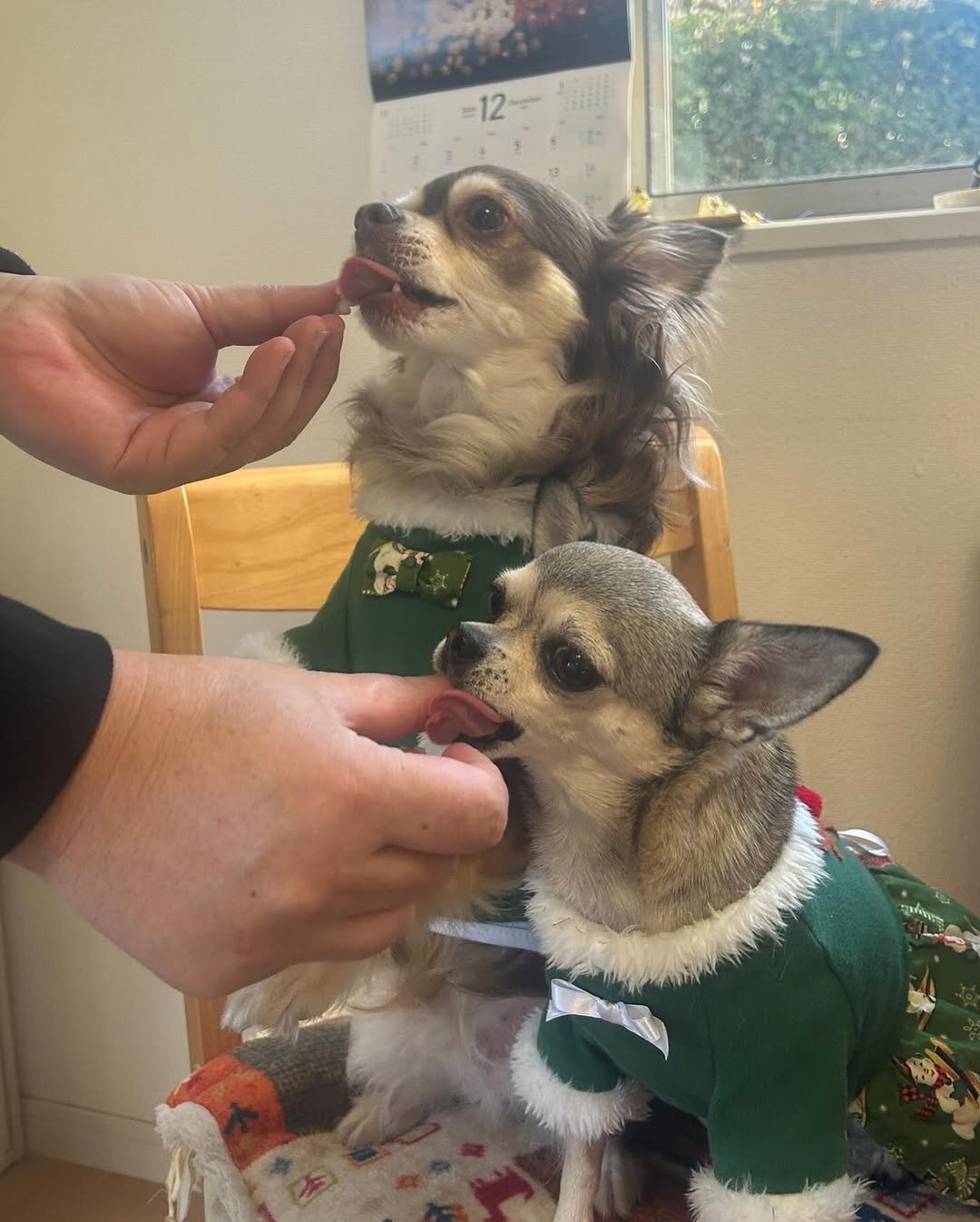大分の犬連れできるカフェ