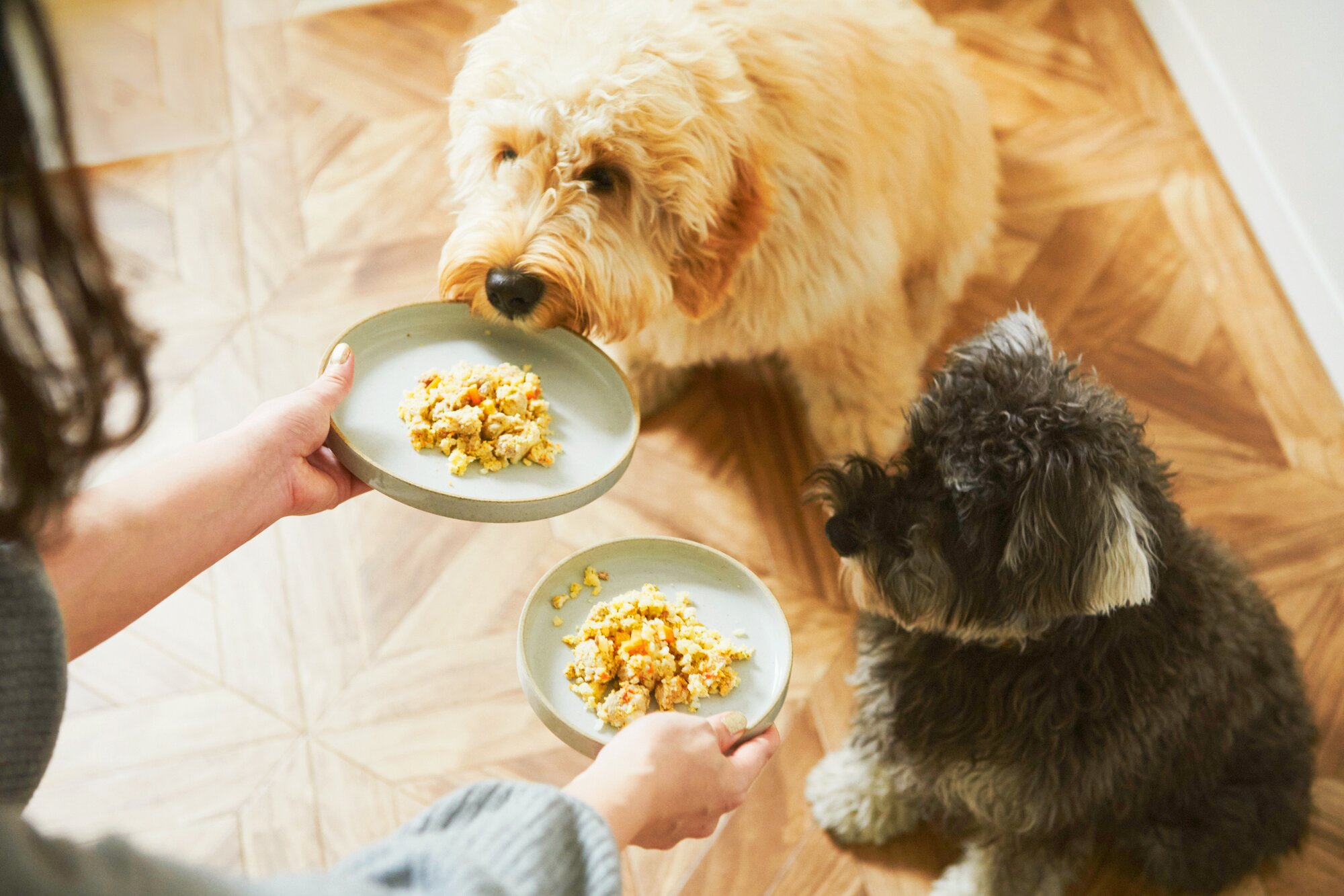 ペトコトフーズを待つ犬