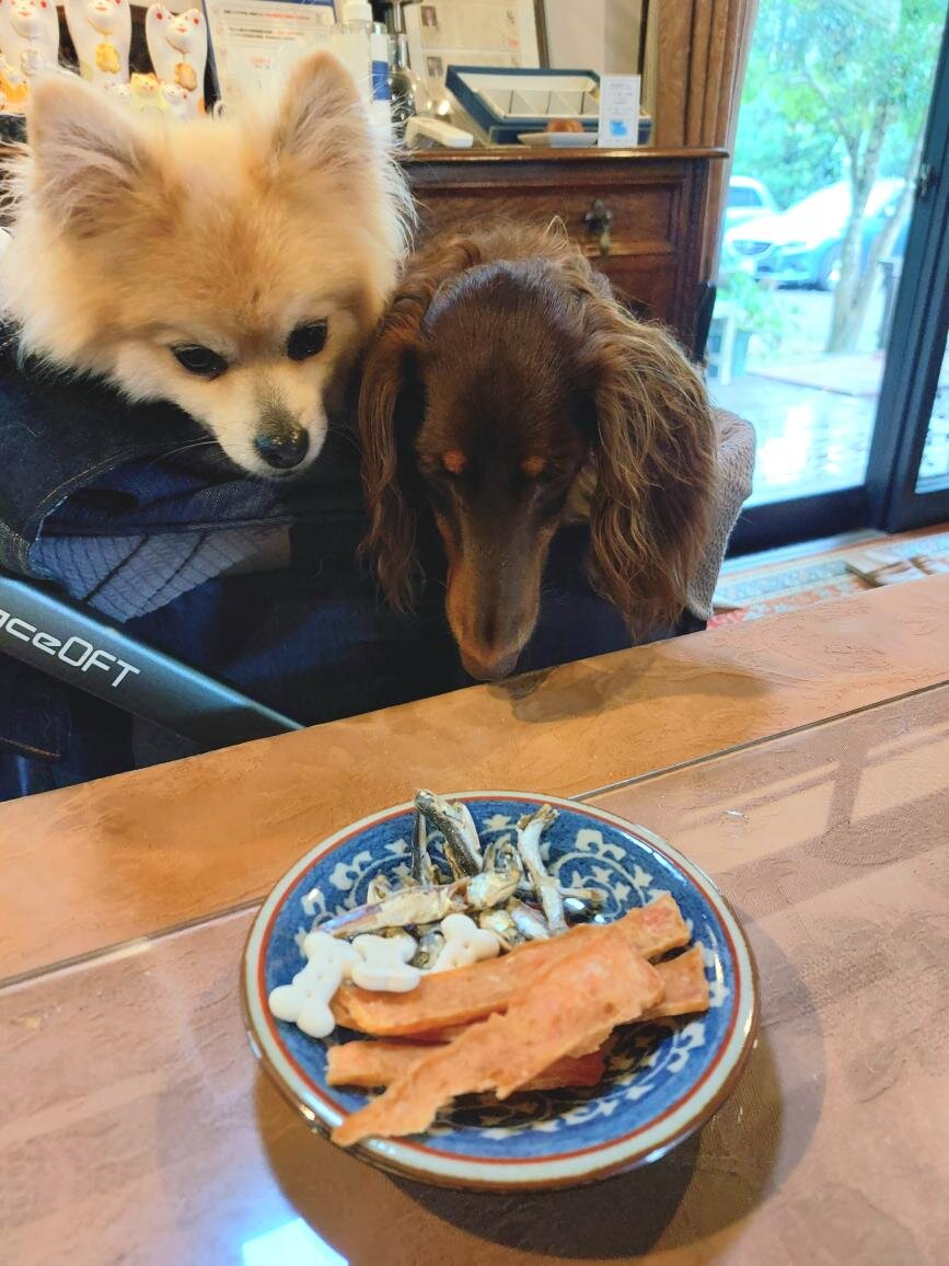 大分の犬連れできるカフェ