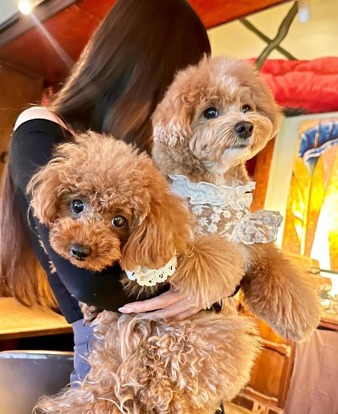 恵比寿の犬連れできるカフェ