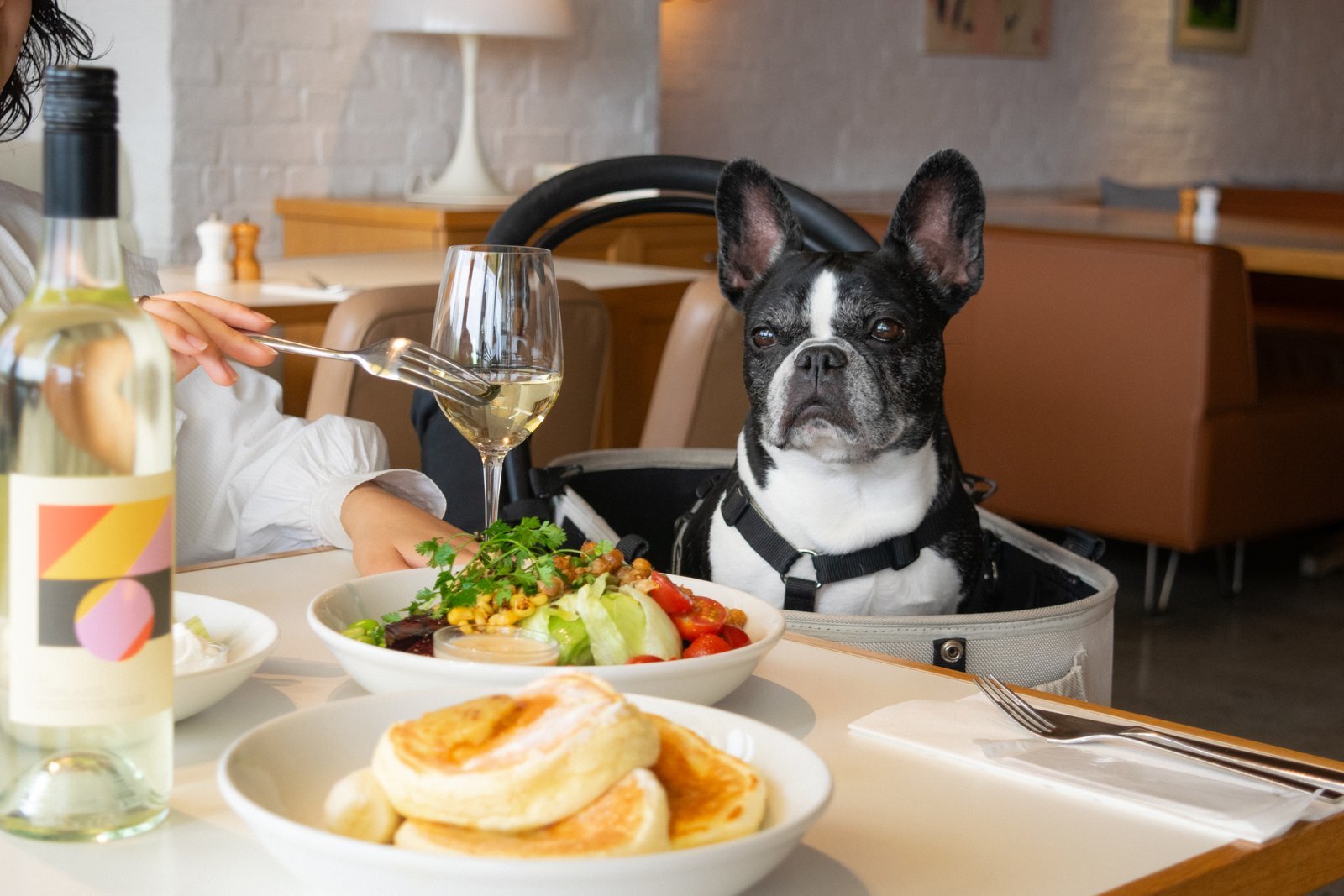 ペットカートに入って店内で過ごす犬とbillsの料理