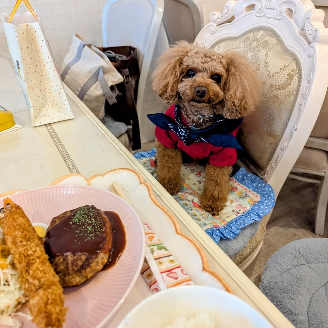 堺市の犬連れできるカフェ