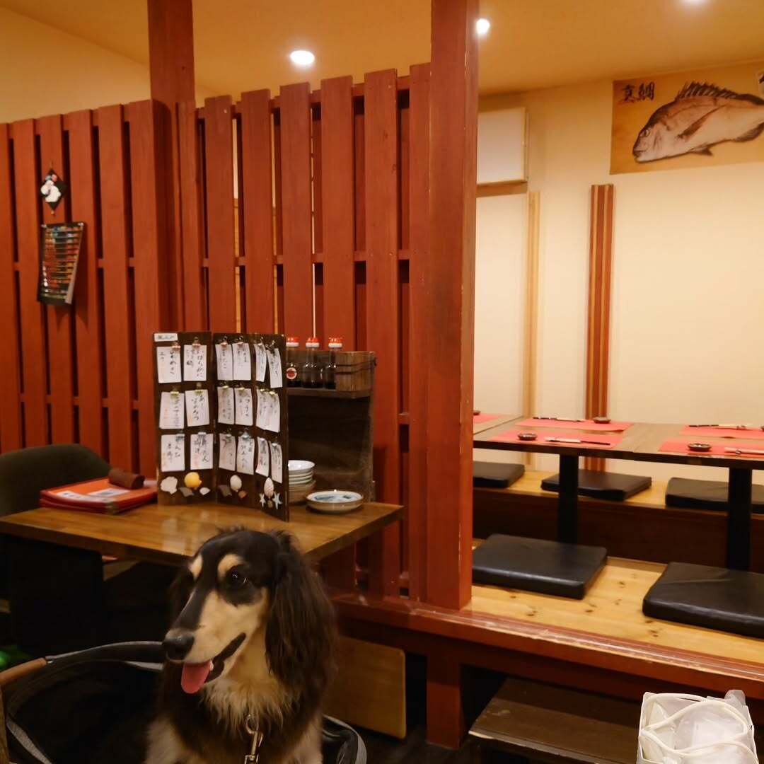 和歌山の犬連れできる飲食店にいる犬