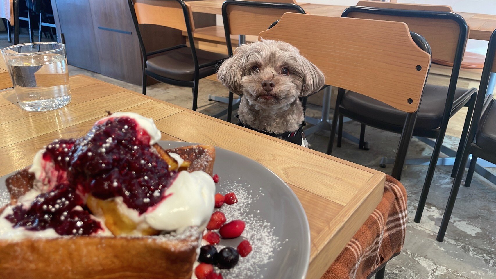 犬連れできるカフェのREISM STANDにいる犬
