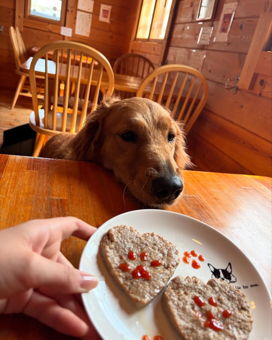 福岡の犬連れできるカフェ
