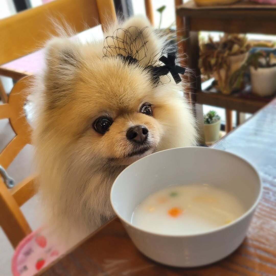 京都の犬連れできるカフェ
