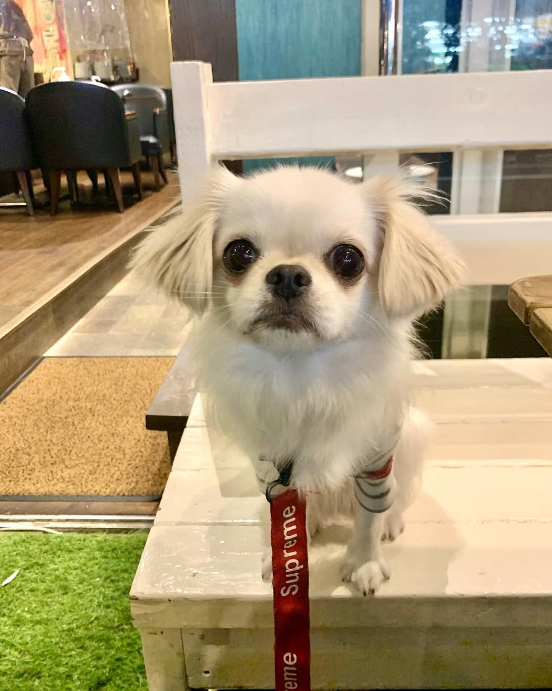 渋谷の犬連れできるカフェにいる犬