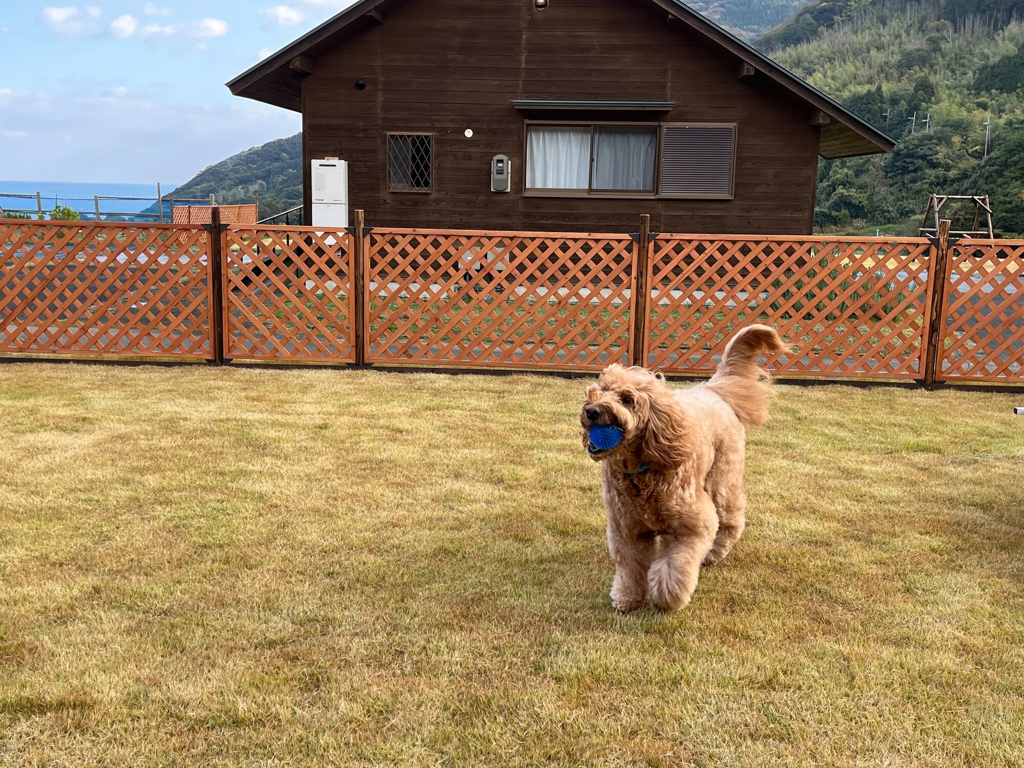 舞鶴ふるるファームのドッグランで遊ぶ犬