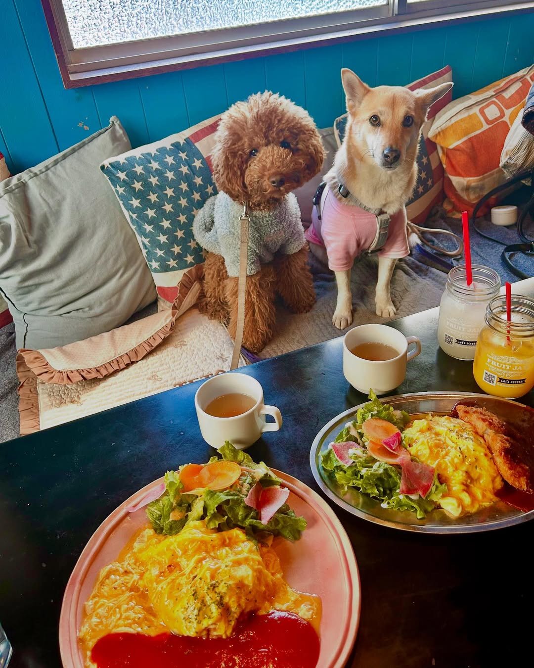 横浜の犬連れできるカフェ