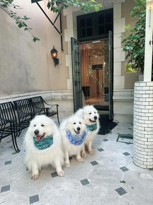 恵比寿の犬連れできるカフェ
