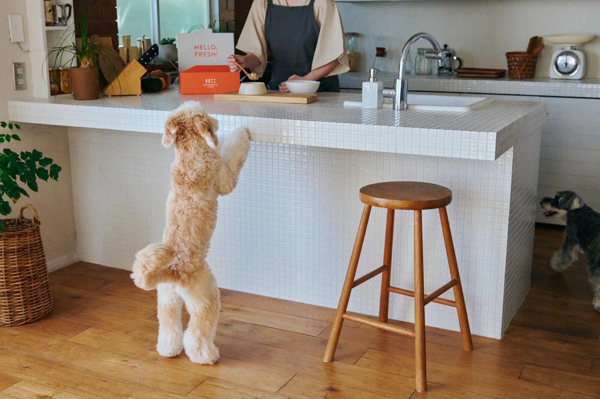 ペトコトフーズを待つ犬