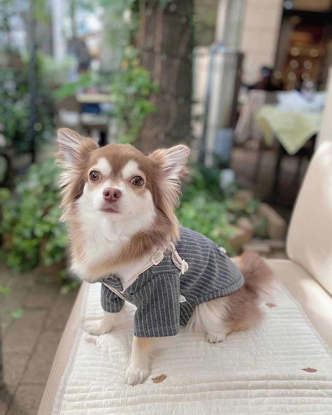新宿の犬連れできるカフェ