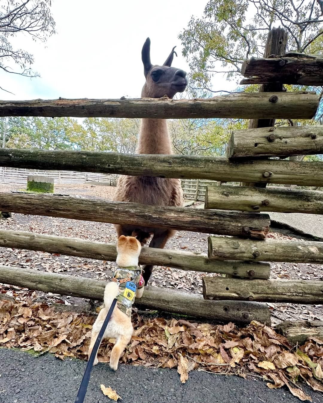 犬と行ける動物園にいる犬