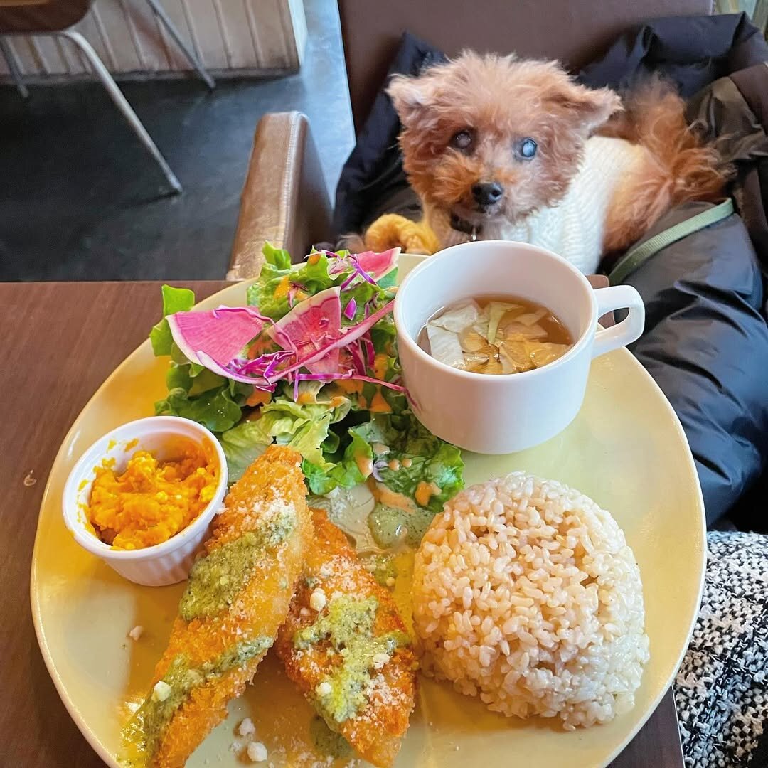 横浜の犬連れできるカフェ