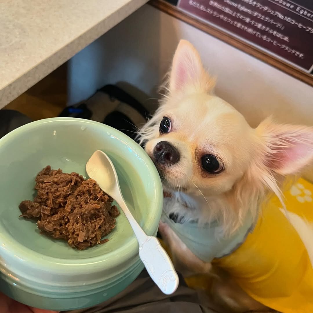 八王子のドッグカフェ