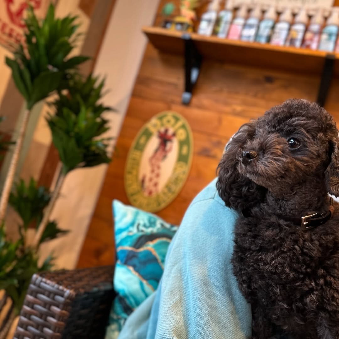 熊本市の犬連れできるカフェ