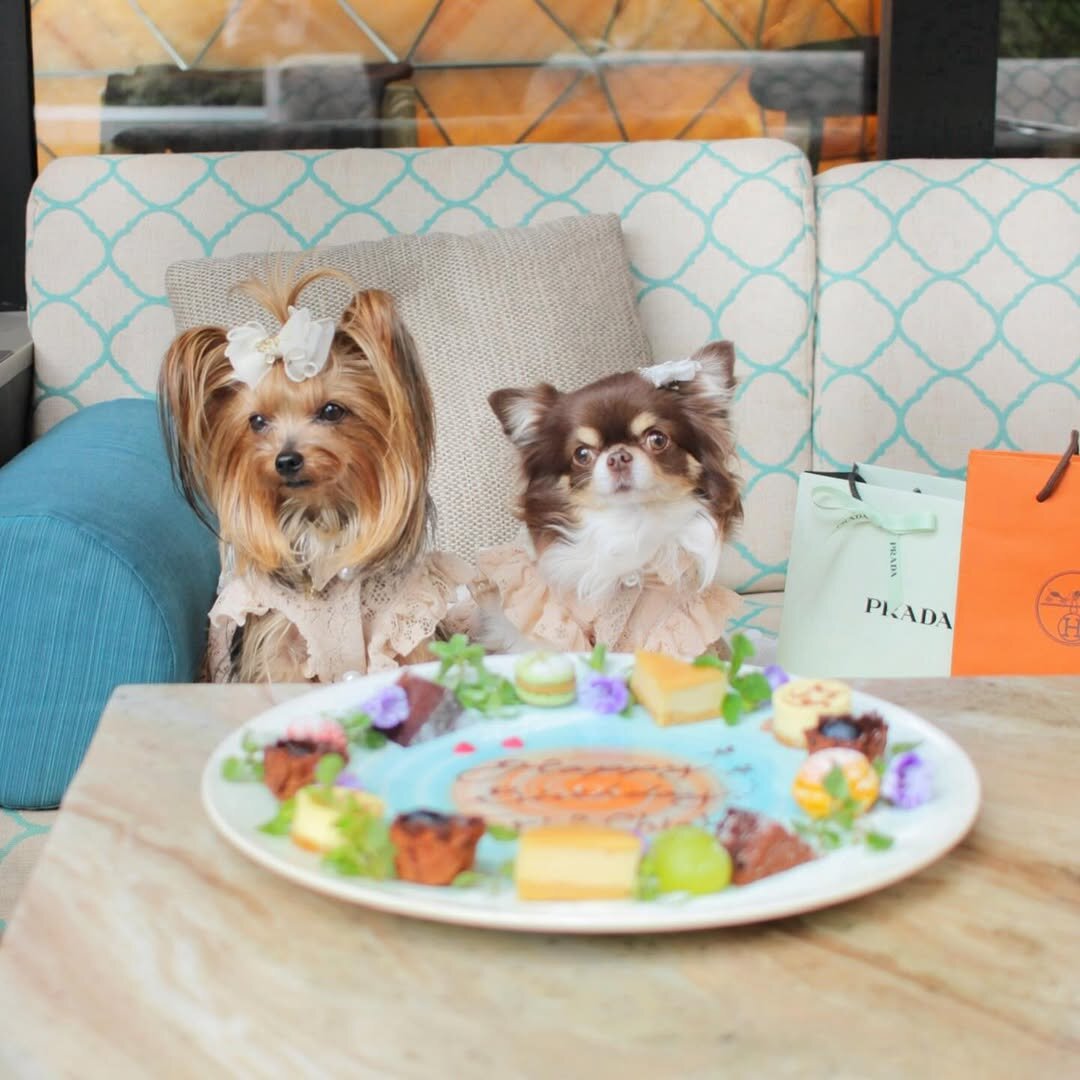 渋谷の犬連れできるカフェに居る犬