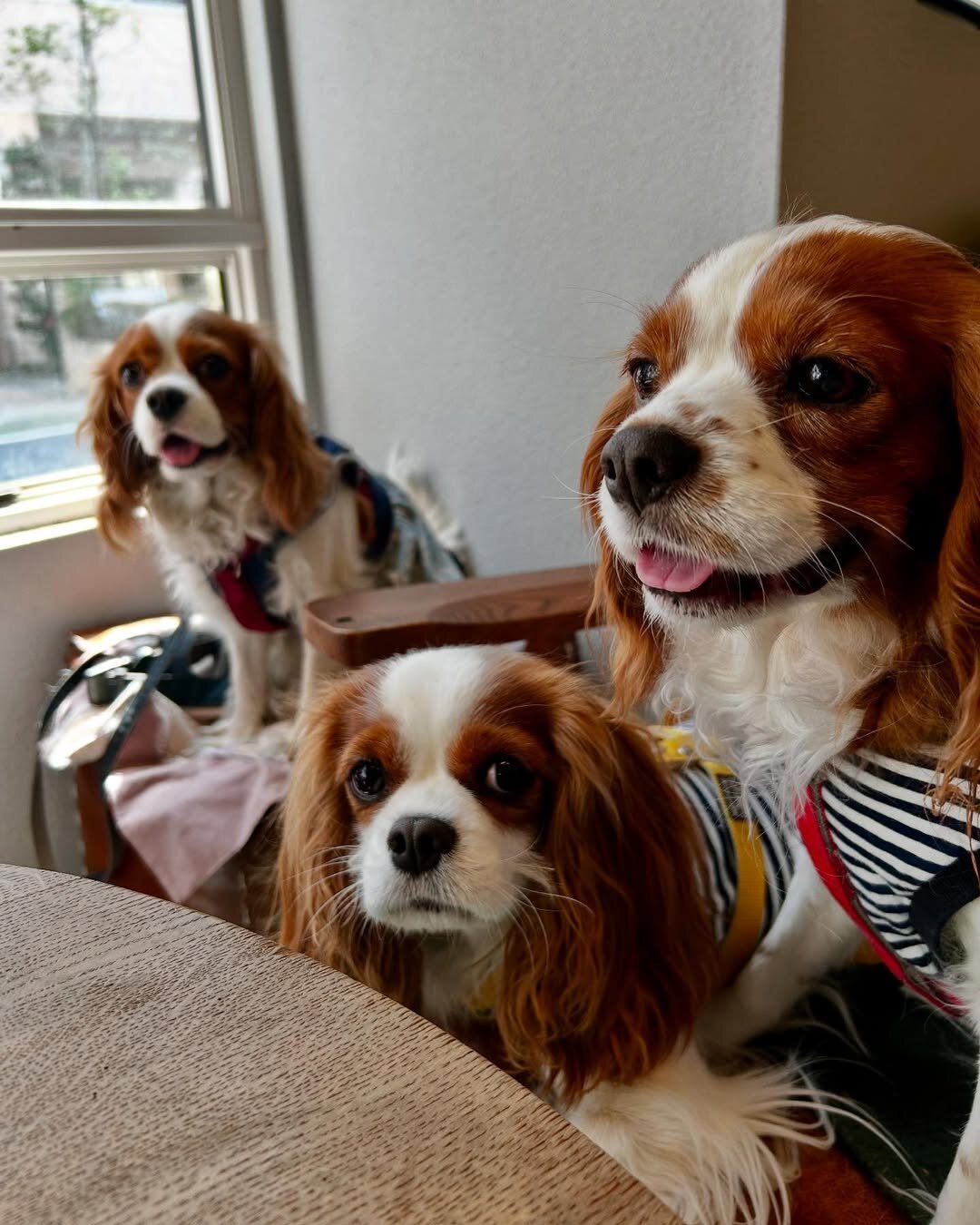 二子玉川の犬連れできるカフェ