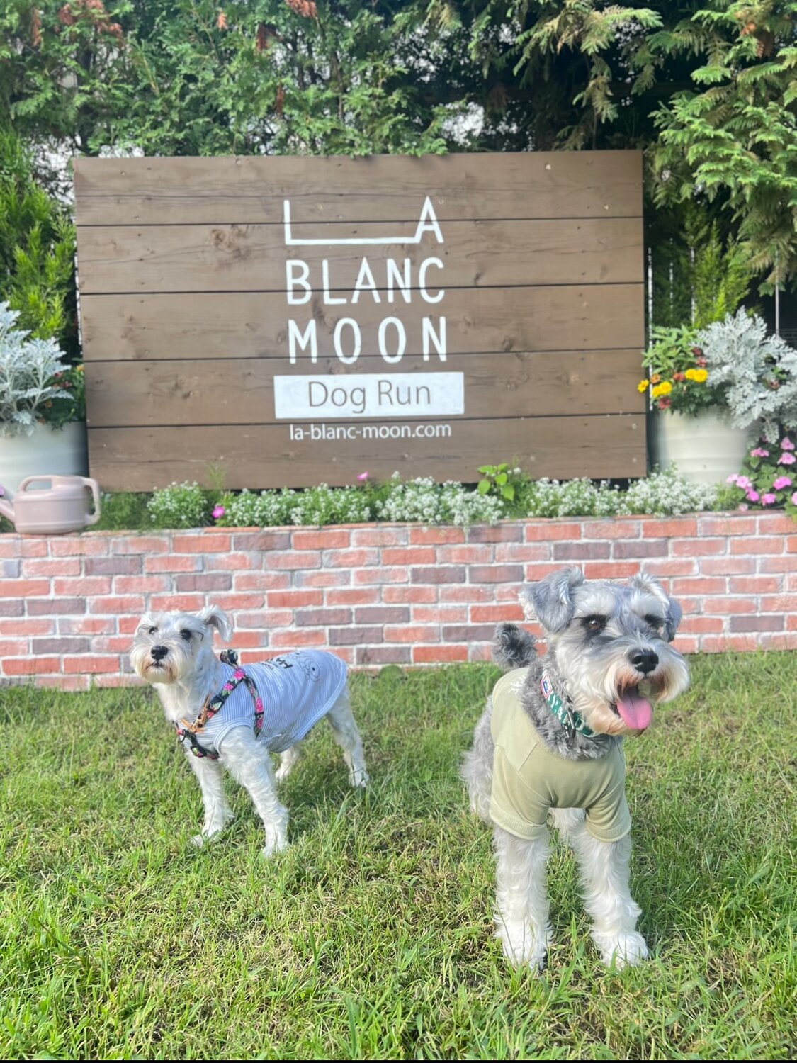 札幌のドッグランカフェで遊ぶ犬たち
