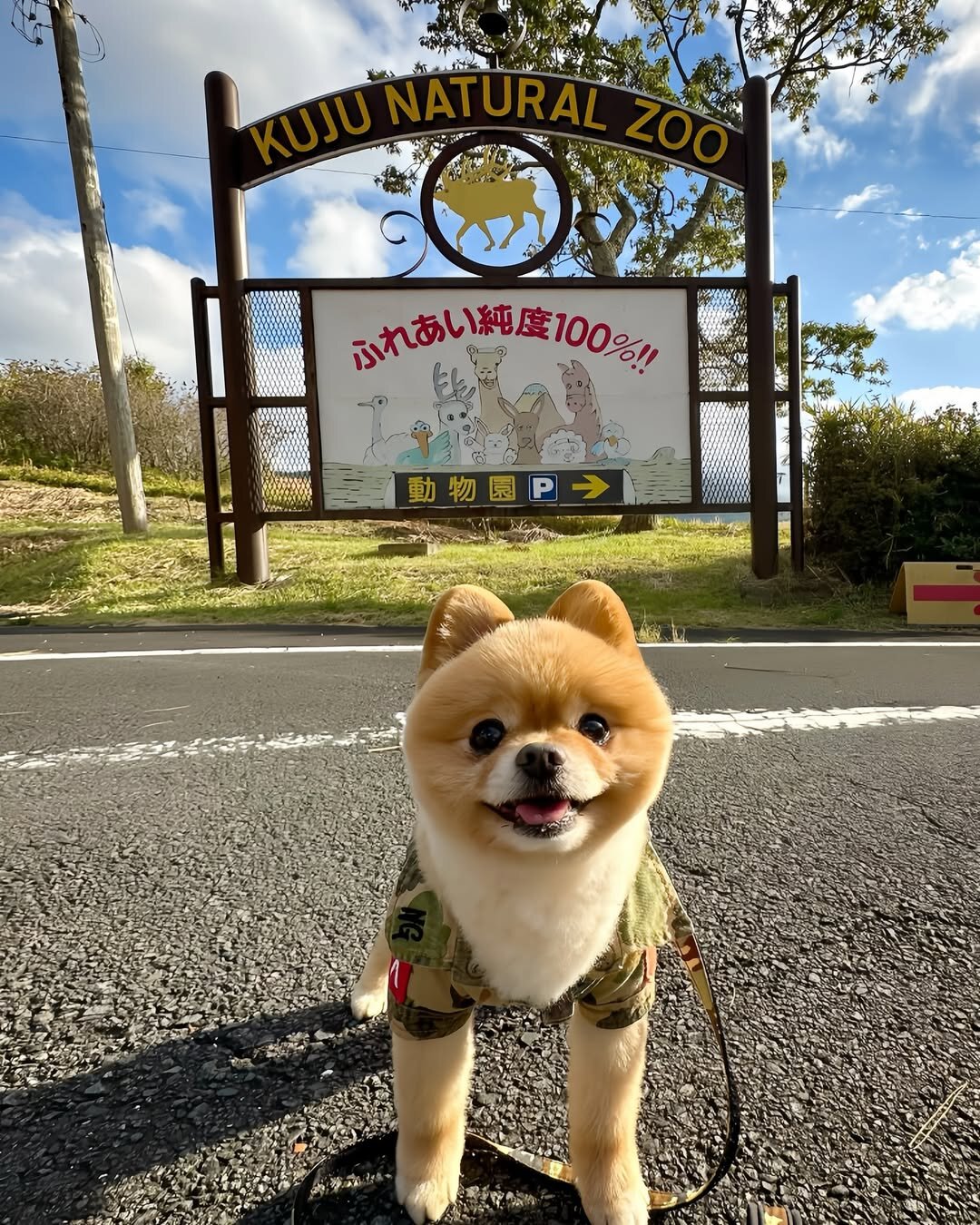 犬と行ける動物園にいる犬