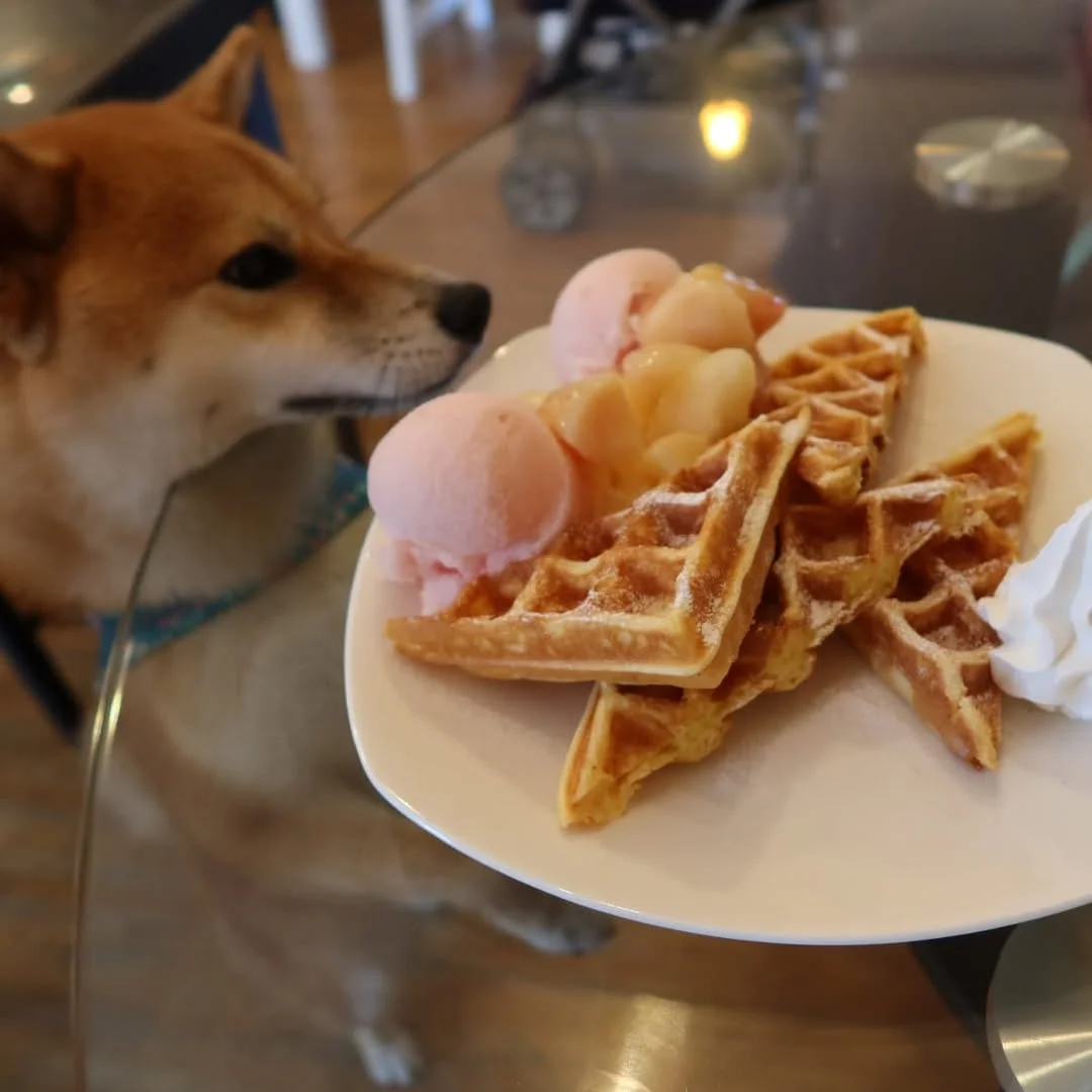 伊豆のドッグカフェ