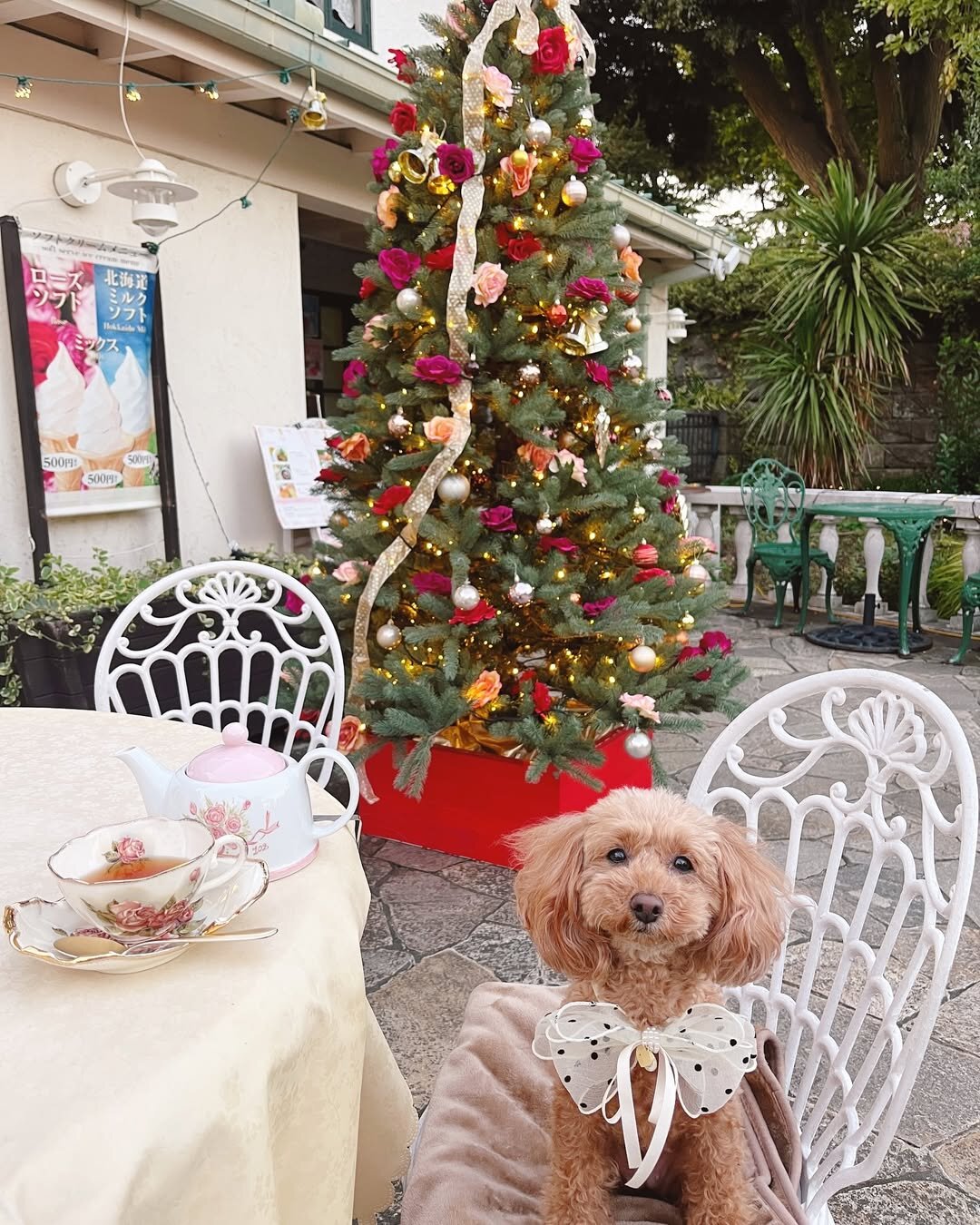 横浜の犬連れできるカフェ