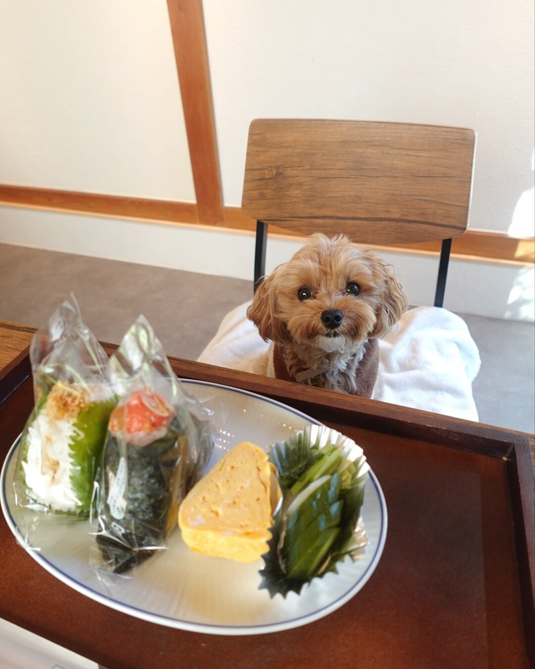 箱根の犬連れできるカフェのDogHub箱根仙石原