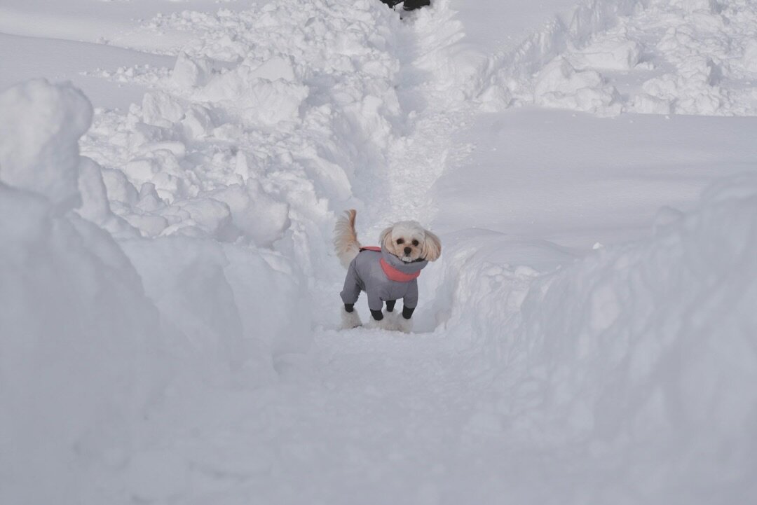 札幌のドッグラン