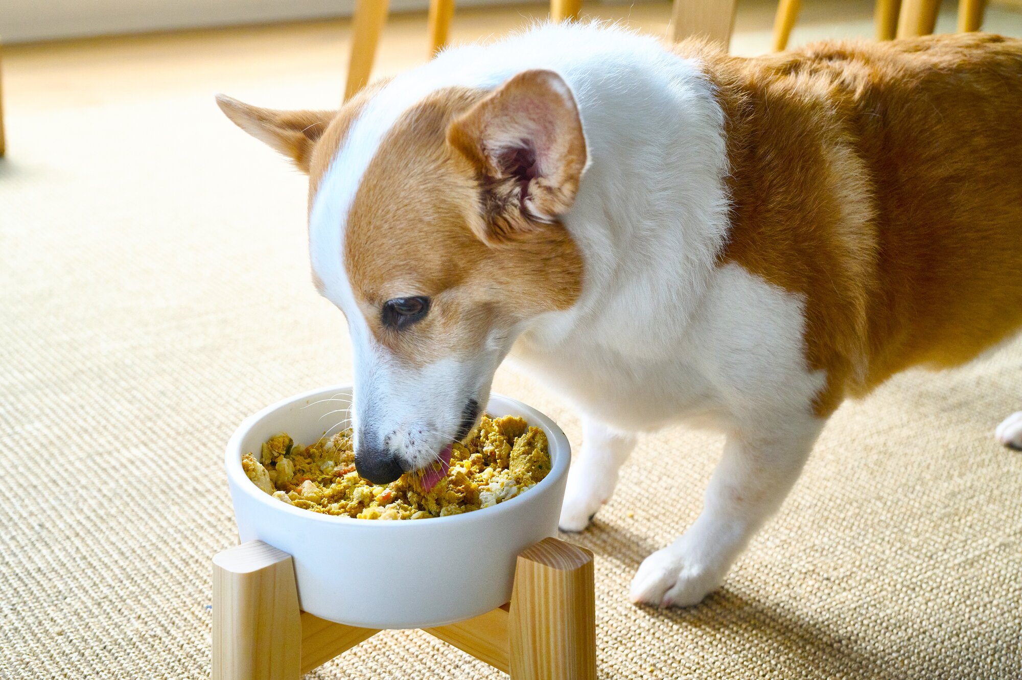 ペトコトフーズを食べるコルク