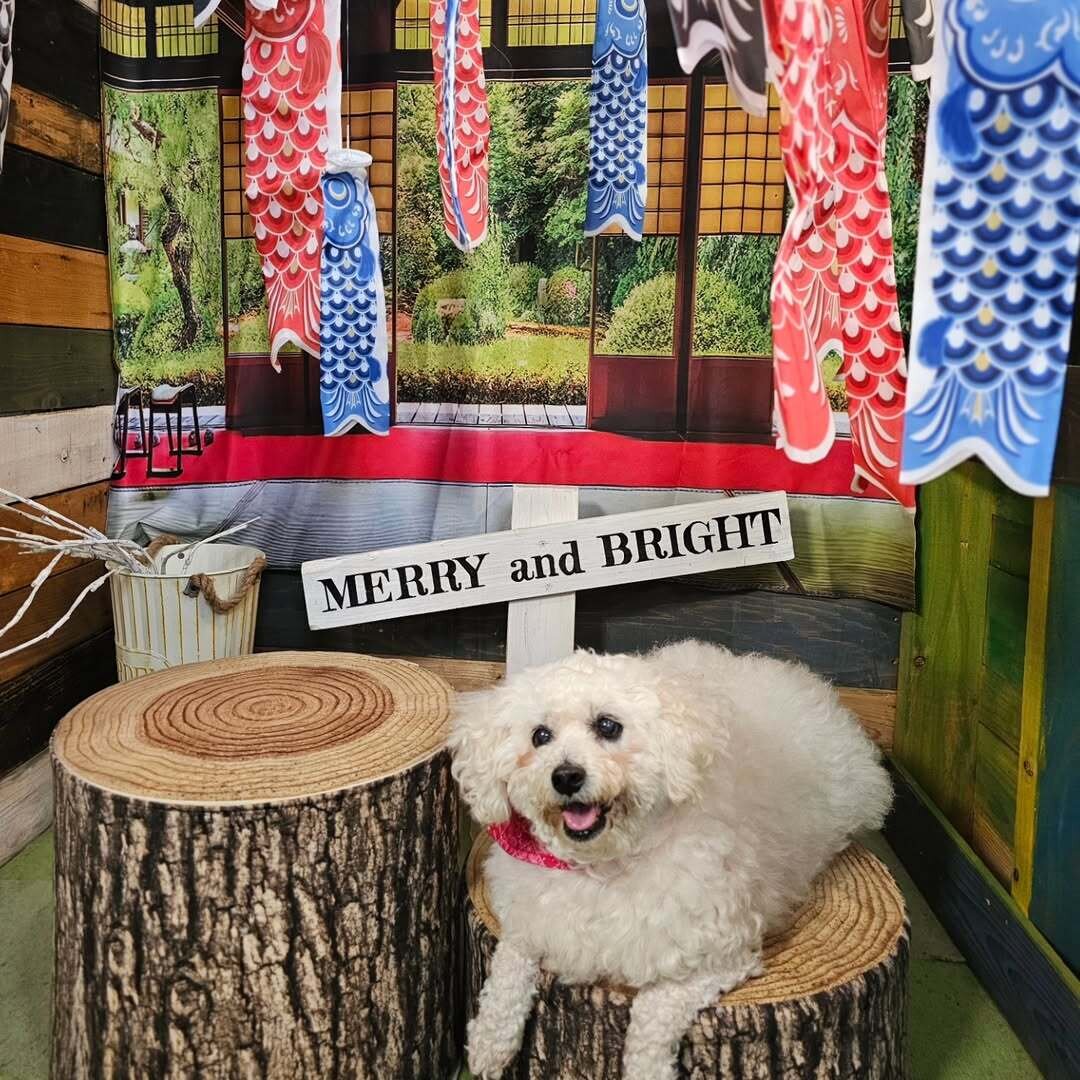八王子の犬連れできるカフェ